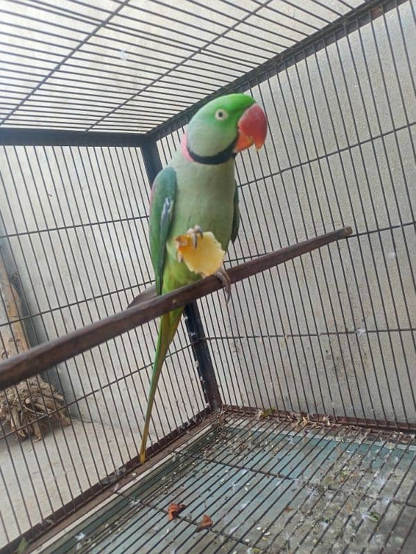 Kashmiri Raw parrot breeder Male 10