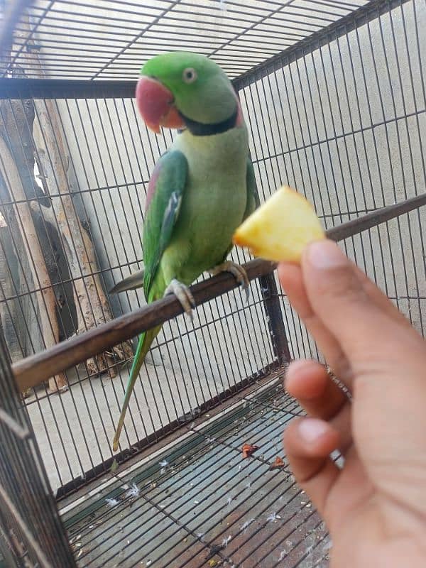 Kashmiri Raw parrot breeder Male 11