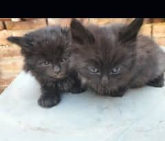 Persian kittens. white or black pairs