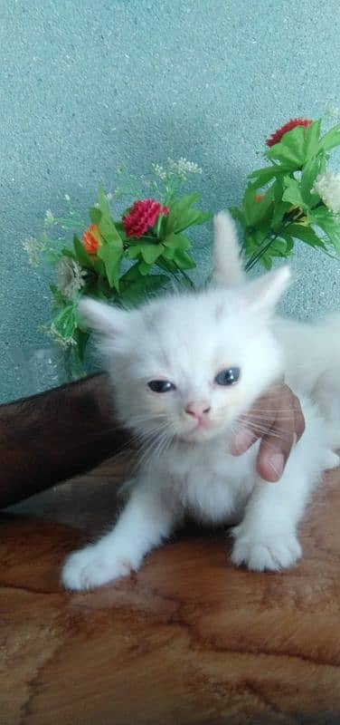 Persian kittens. white or black pairs 1