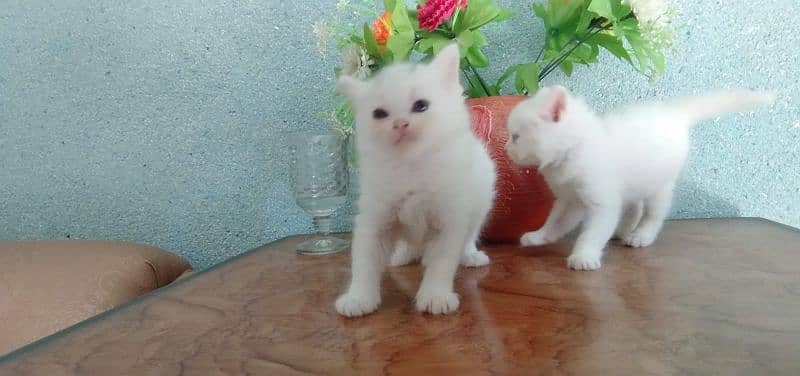 Persian kittens. white or black pairs 2