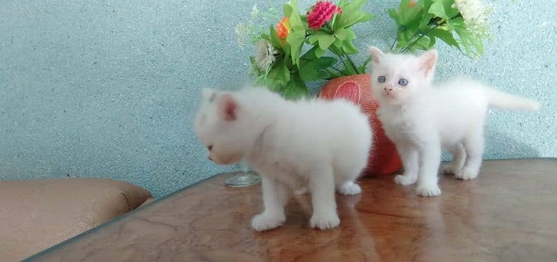 Persian kittens. white or black pairs 3