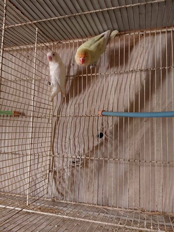 love bird pair 0