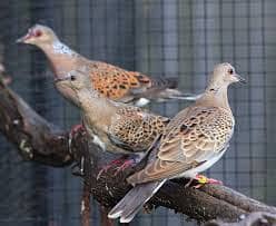 Oriental Turtle Dove 1