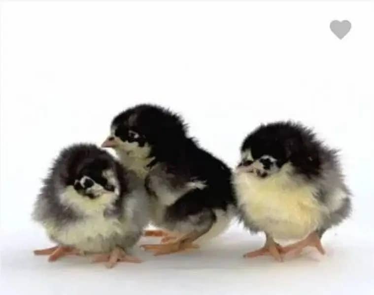 Australorp Hens , Chicks , Egg laying , Fertile , Murgey , Chuzy 1