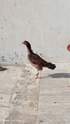 Aseel egg laying hen