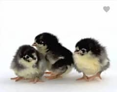 Australorp Hens , Chicks , Egg laying , Fertile , Murgey , Chuzy