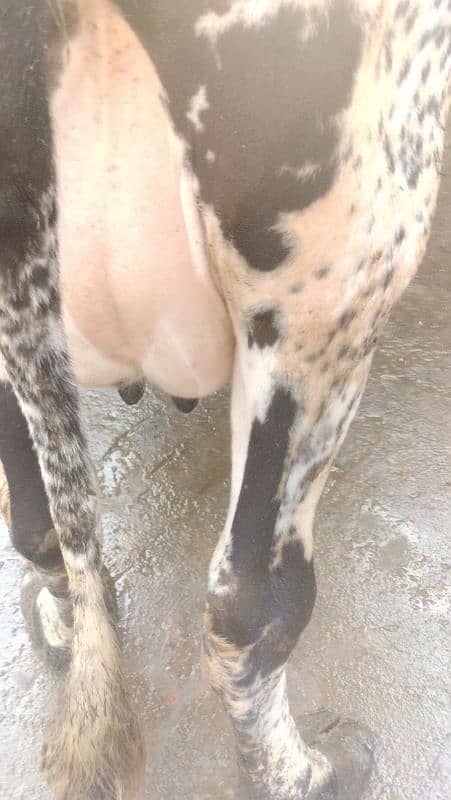 Cow Fresion Cross 2 nd wara sath Fresion wachi Milk 10 Ltr 0