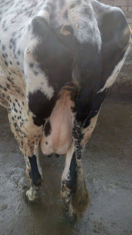 Cow Fresion Cross 2 nd wara sath Fresion wachi Milk 10 Ltr 2