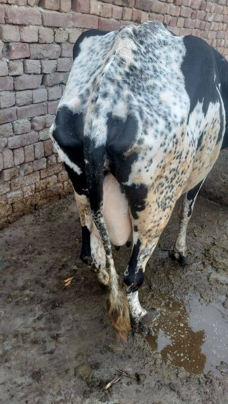 Cow Fresion Cross 2 nd wara sath Fresion wachi Milk 10 Ltr 3