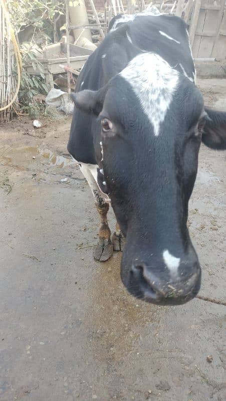 Cow Fresion Cross 2 nd wara sath Fresion wachi Milk 10 Ltr 4