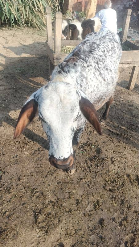 Cow Fresion Cross 2 nd wara sath Fresion wachi Milk 10 Ltr 5