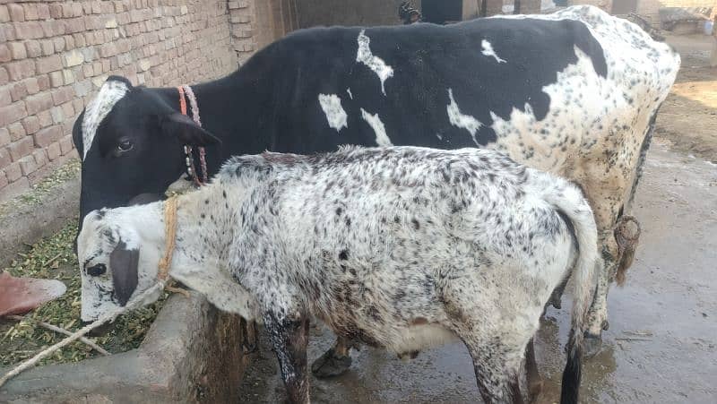 Cow Fresion Cross 2 nd wara sath Fresion wachi Milk 10 Ltr 7