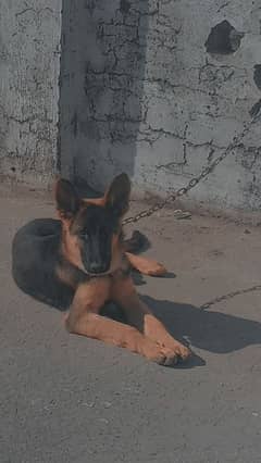 selling German shepherd