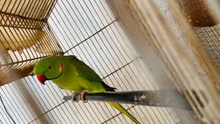 Green Parrot Pair for Sale