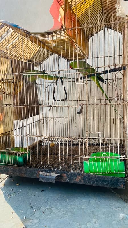 Green Parrot Pair for Sale 1