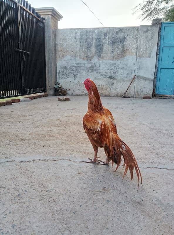 Aseel Murgh for sale 1