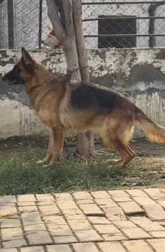 German shepherd breeder female available for farm house's