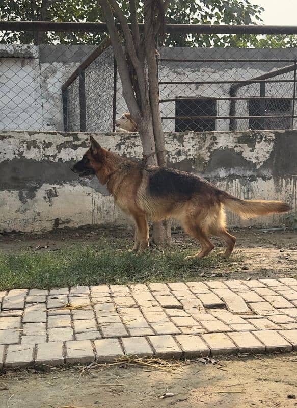 German shepherd breeder female available for farm house's 1