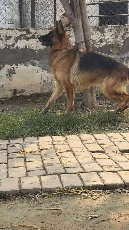 German shepherd breeder female available for farm house's 2