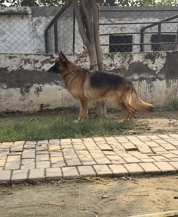 German shepherd breeder female available for farm house's 3