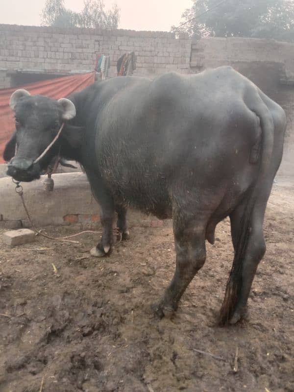 neli Buffalo hai 3rd soha hai nechy katti,doodh 11 to 12 kg . 2