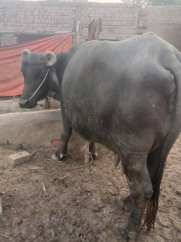 neli Buffalo hai 3rd soha hai nechy katti,doodh 11 to 12 kg . 3