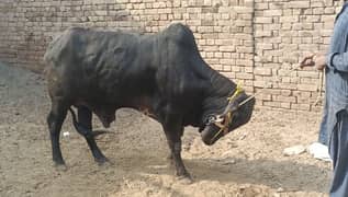 Bull without horns/Bachra