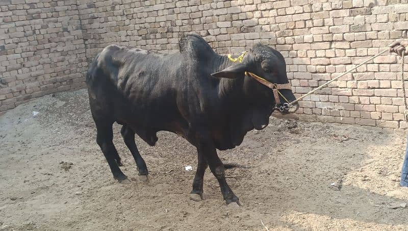 Bull without horns/Bachra 1