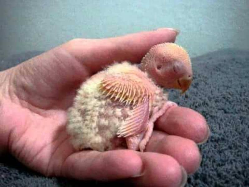 Hand tamed love bird chicks available different colour 1