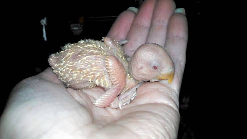 Hand tamed love bird chicks available different colour 2