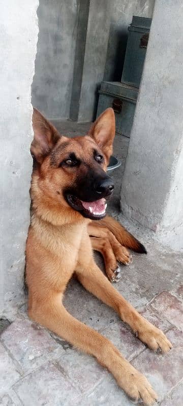 sharp and active male German shepherd 1