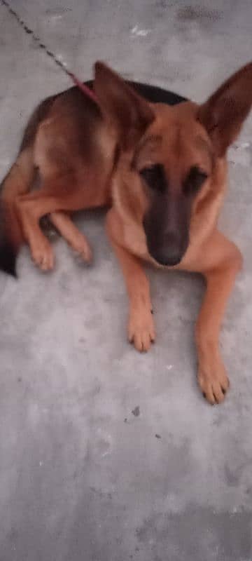 sharp and active male German shepherd 4