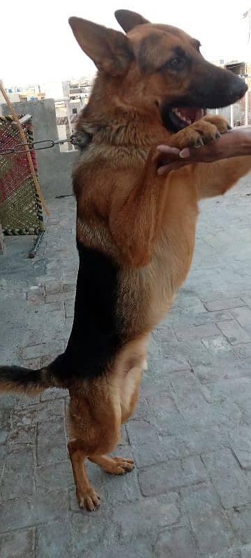 sharp and active male German shepherd 5