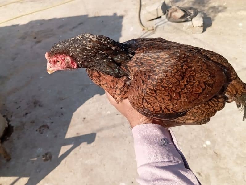 Aseel Hen For Sale 1