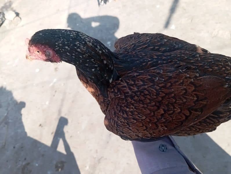 Aseel Hen For Sale 2