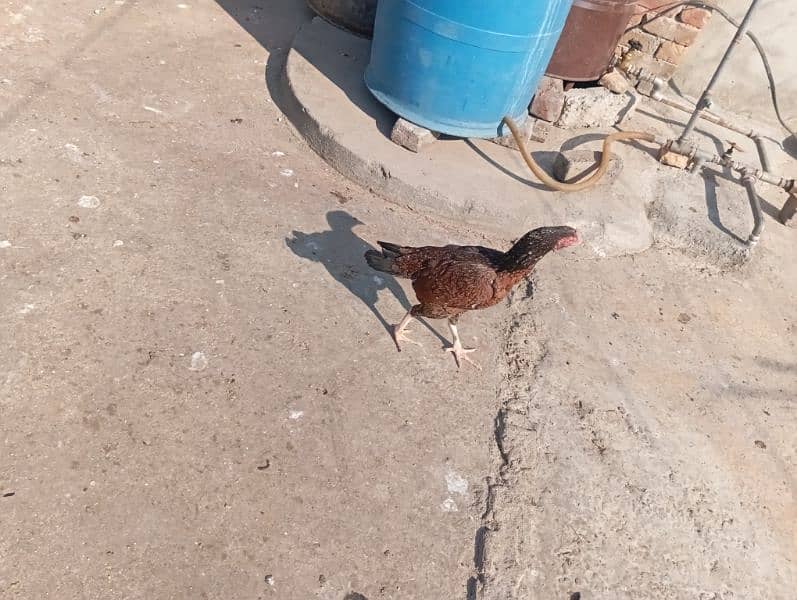 Aseel Hen For Sale 4