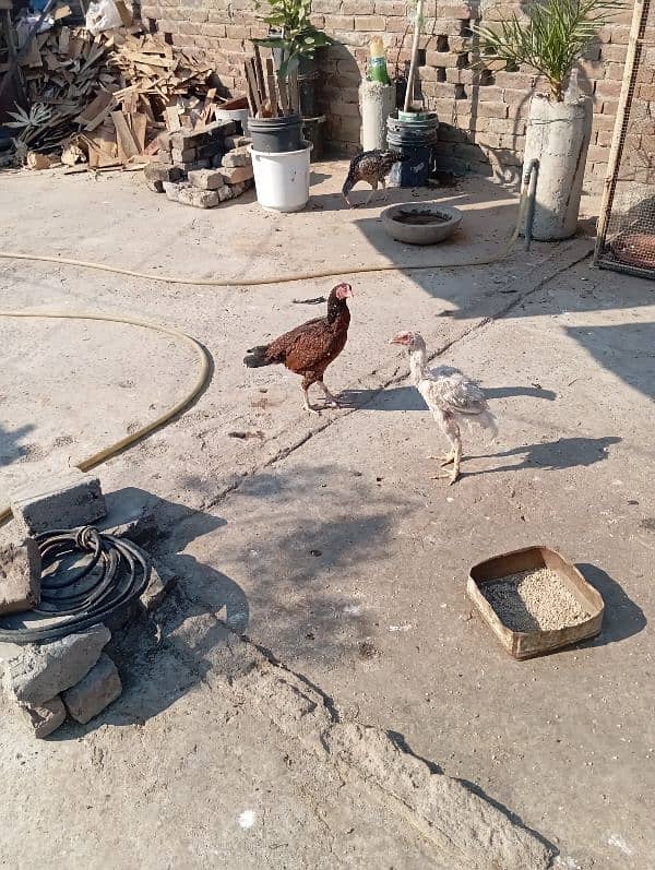 Aseel Hen For Sale 5