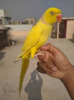 yellow tamed male 03156376925