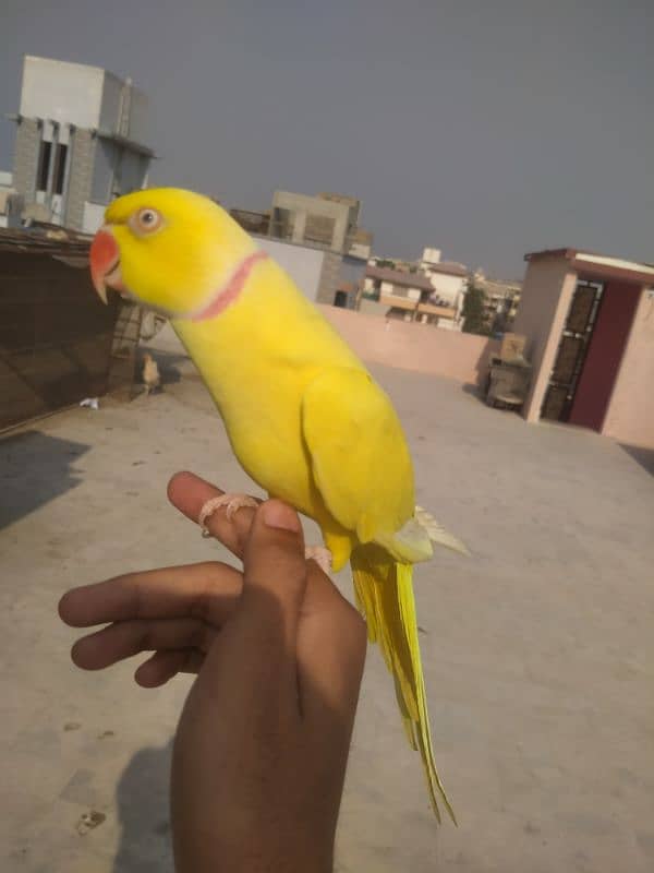 yellow tamed male 03156376925 1