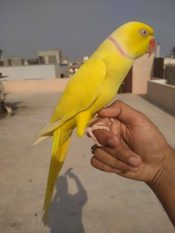 yellow tamed male 03156376925 2