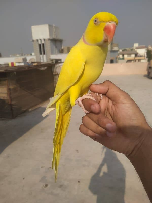 yellow tamed male 03156376925 3