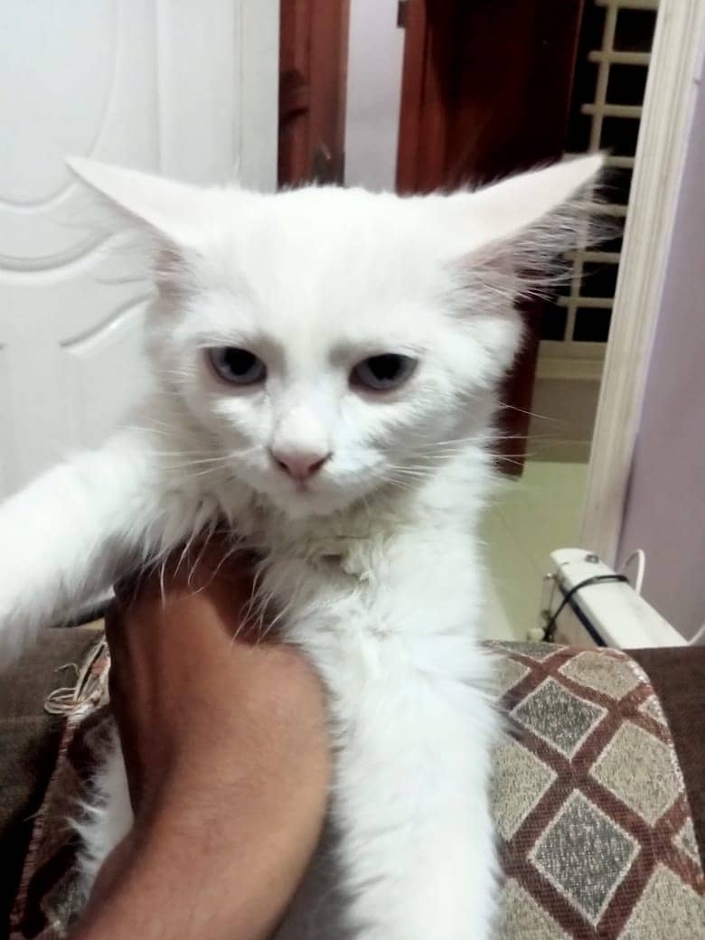 Persian Kitten For Sale 1