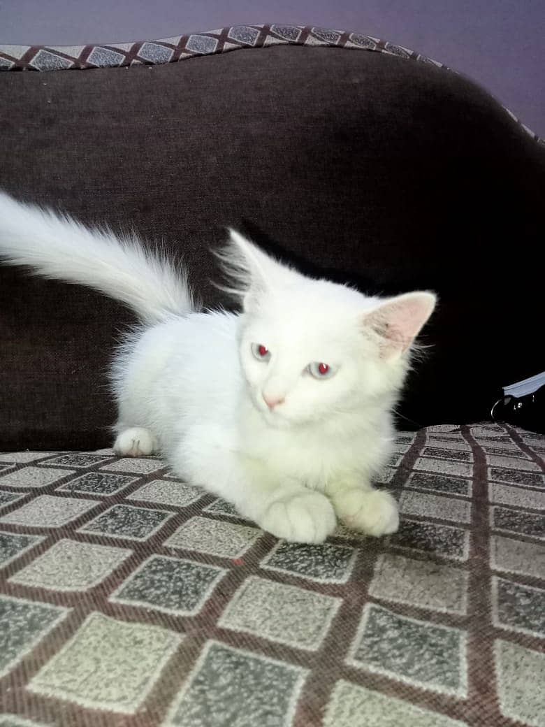 Persian Kitten For Sale 2