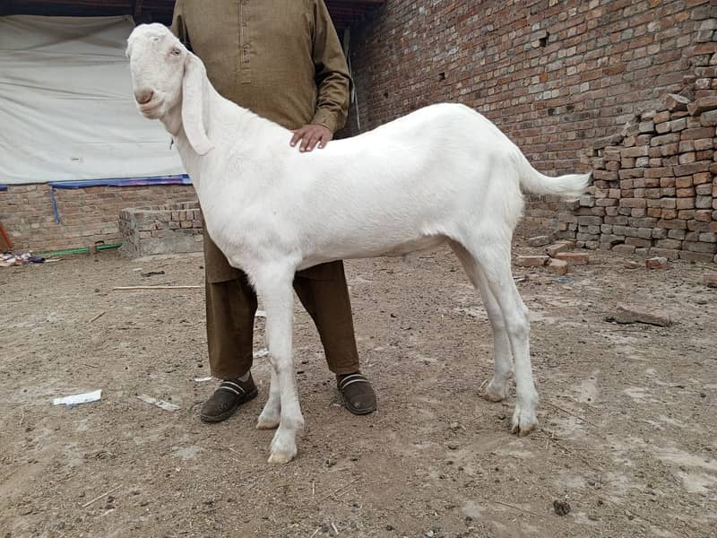 dasi betal bakra for sale 0