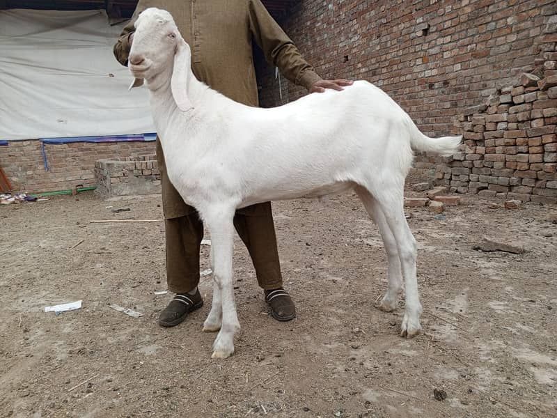 dasi betal bakra for sale 1