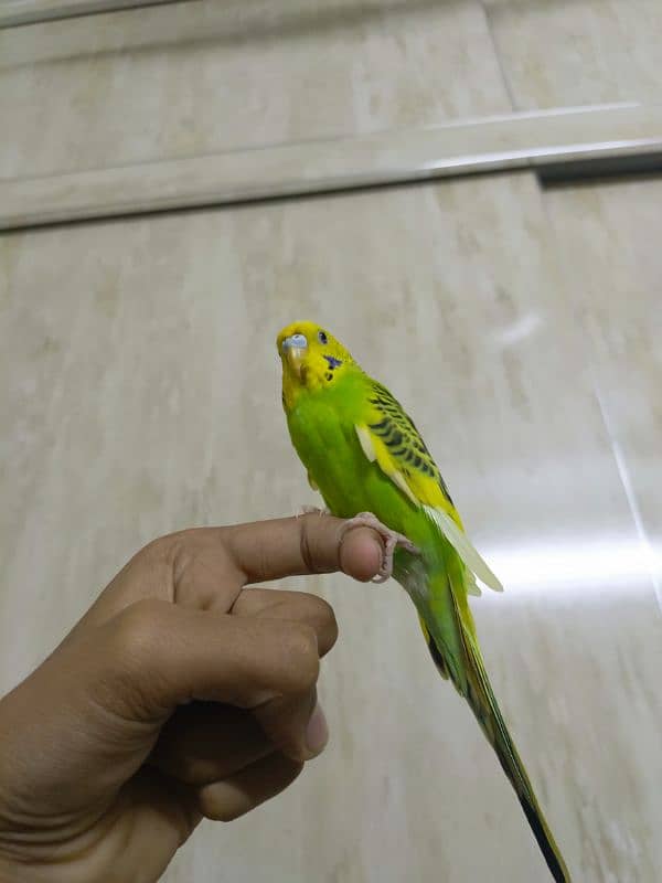 Hand tame, fly tame, very friendly and active 14