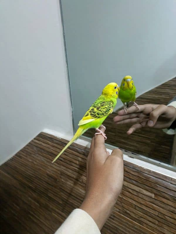 Hand tame, fly tame, very friendly and active 16