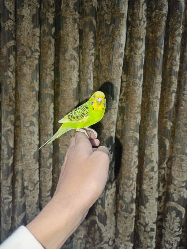 Hand tame, fly tame, very friendly and active 18