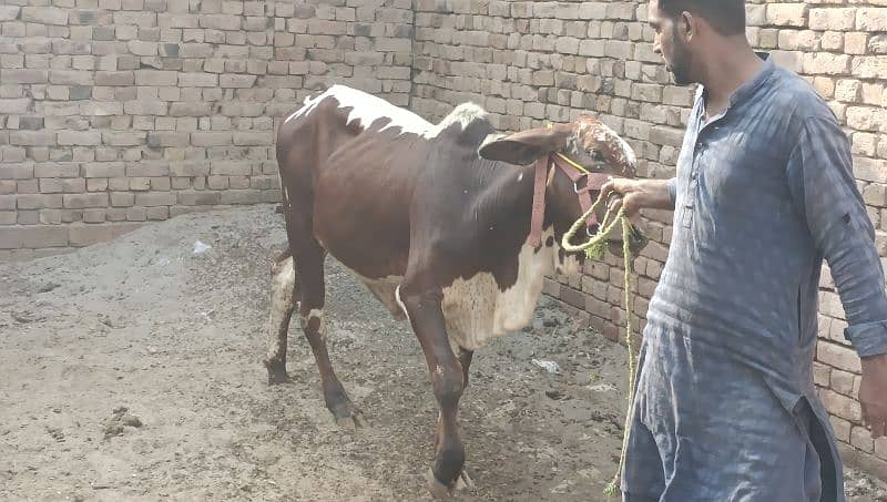 Bull without horns/Bachra 3